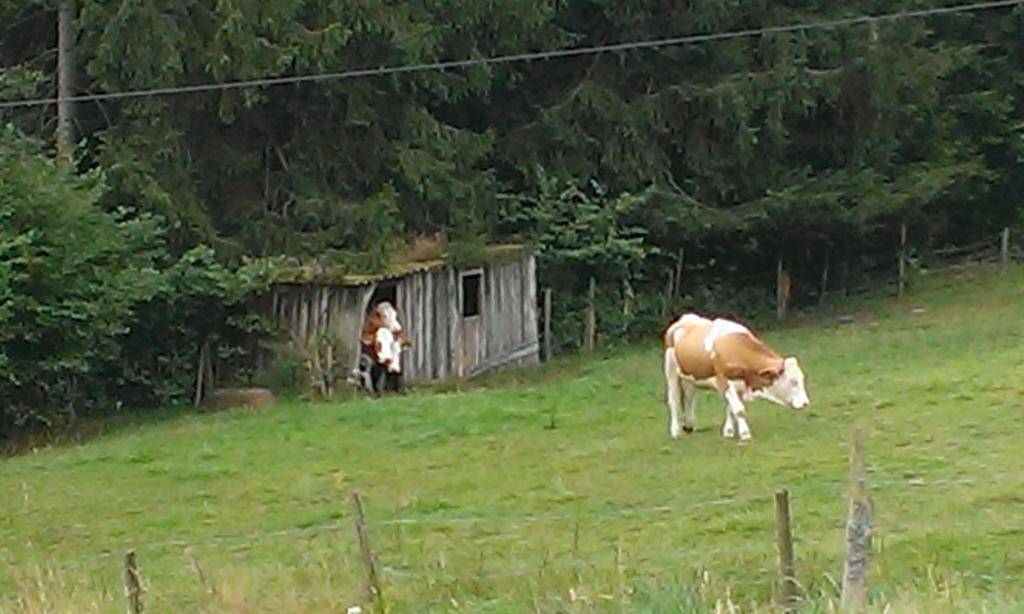 Martina Frey Ferienwohnungen Baiersbronn Exterior photo